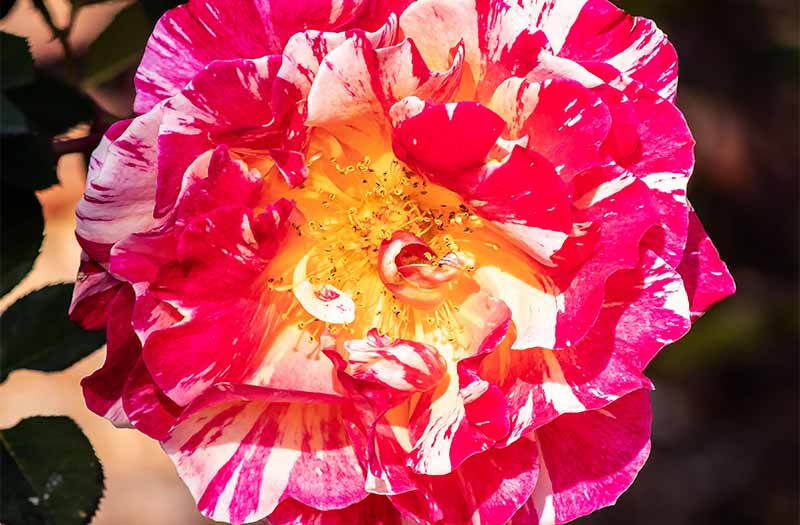 Locarno – Il cuore delle camelie